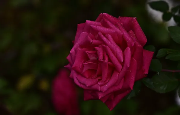 Flower, leaves, drops, the dark background, pink, rose, garden, bokeh
