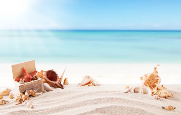 Sand, sea, beach, summer, the sun, shell, summer, beach