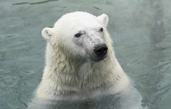 Face, predator, bathing, polar bear, zoo, polar bear