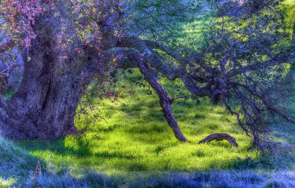 Picture autumn, grass, tree, hdr, etki