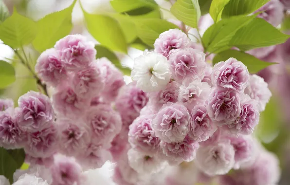 Picture macro, cherry, Sakura, pink