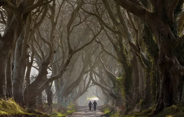 Trees, alley, The Dark Hedges