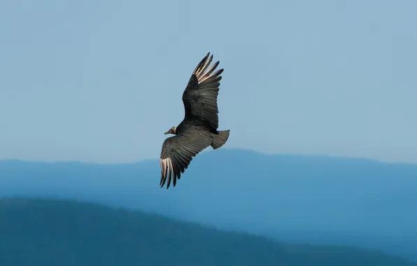 Picture the sky, nature, bird, Turkey Vulture