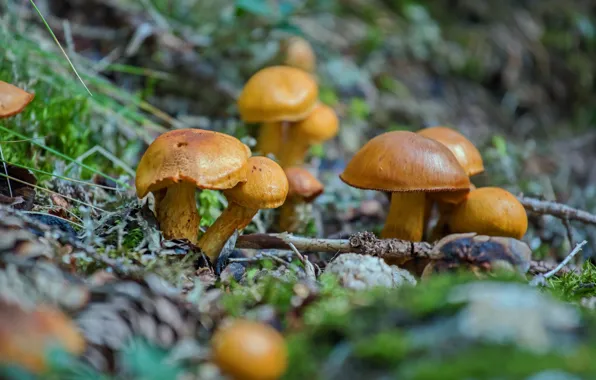Autumn, grass, nature, mushrooms, mushroom, family