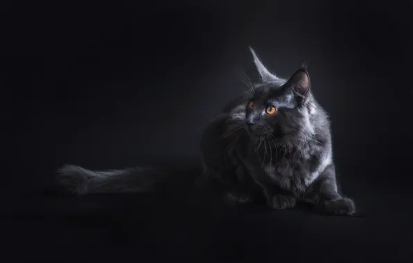Picture cat, look, black, muzzle, ears, Maine Coon