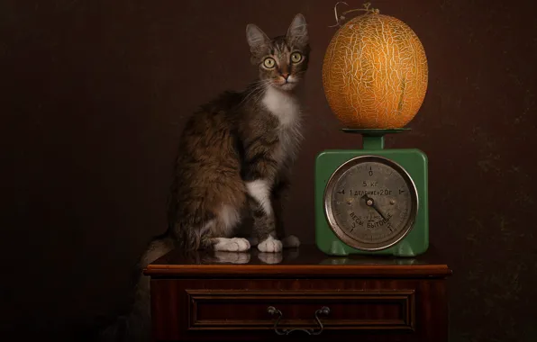 Cat, cat, look, still life, sitting, Libra, chest, melon