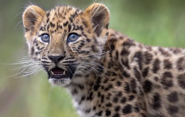 Look, leopard, cub, kitty, face, wild cat