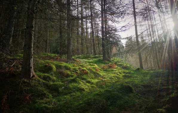 Forest, the sun, rays, light, trees, branches, trunks, moss