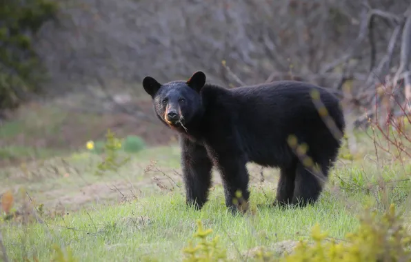 Grass, face, branches, background, glade, black, bear, the bushes