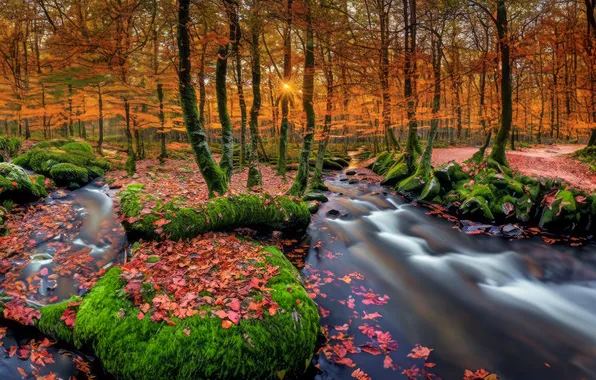 Autumn, forest, trees, nature, stream