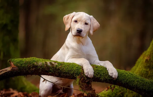 Picture forest, white, look, nature, pose, background, moss, dog