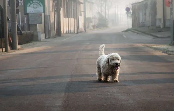 Loneliness, street, dog
