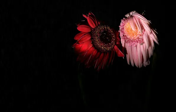 Picture flowers, nature, rain