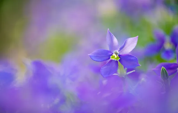 Flower, flowers, blur, Bud, blur, lilac, bokeh, lilac background