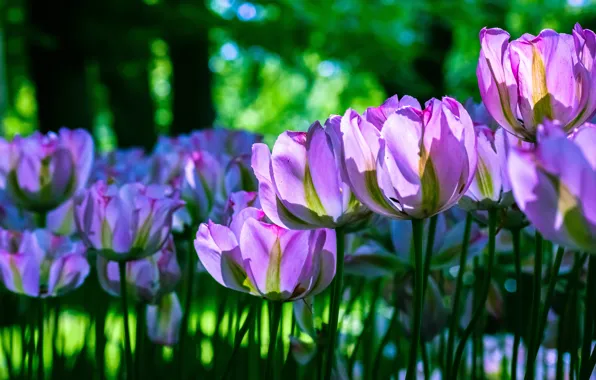 Picture greens, light, flowers, nature, transparent, background, beauty, spring