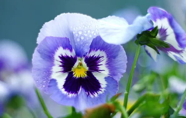 Macro, petals, viola