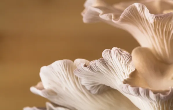 Picture macro, mushrooms, Oyster