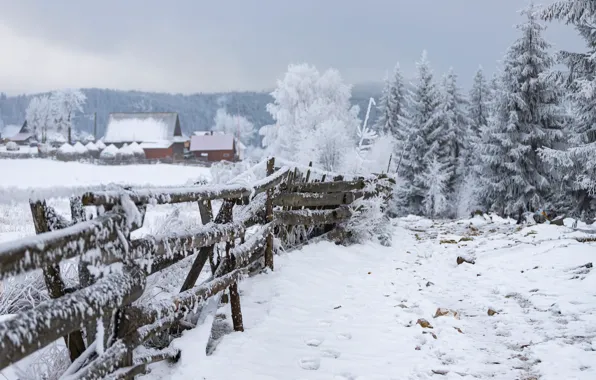 Winter, frost, field, forest, snow, nature, fog, Board