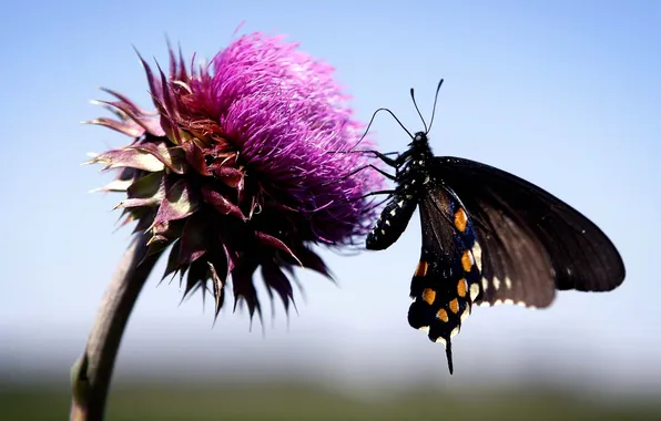 Picture flower, the sky, macro, Butterfly, butterfly, Thistle