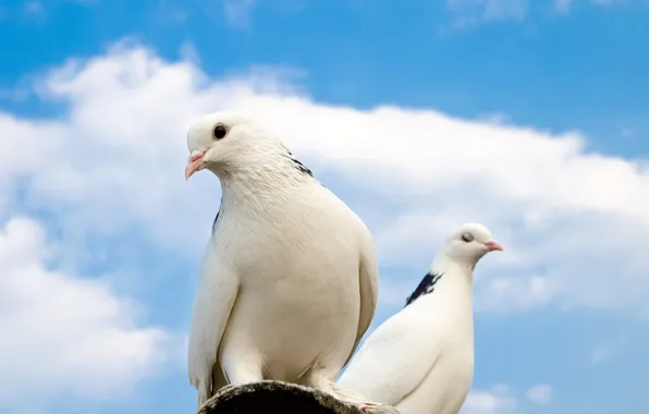 Picture roof, the sky, clouds, pigeons, sky, clouds, pigeons, sun roof