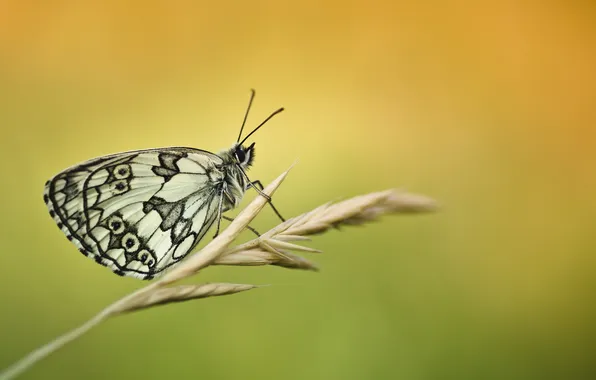 Butterfly, spikelets, a blade of grass, Melanargia Galathea