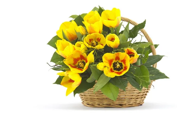 Leaves, basket, tulips, yellow