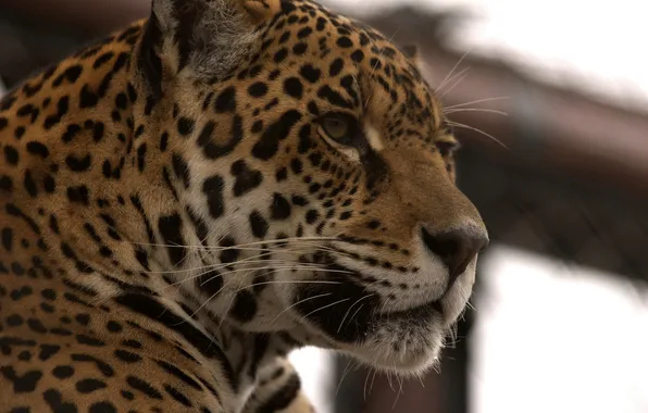 Face, predator, Jaguar, wild cat