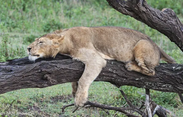 Picture tree, trunk, bark, lioness, lying