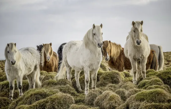 Nature, horses, the herd