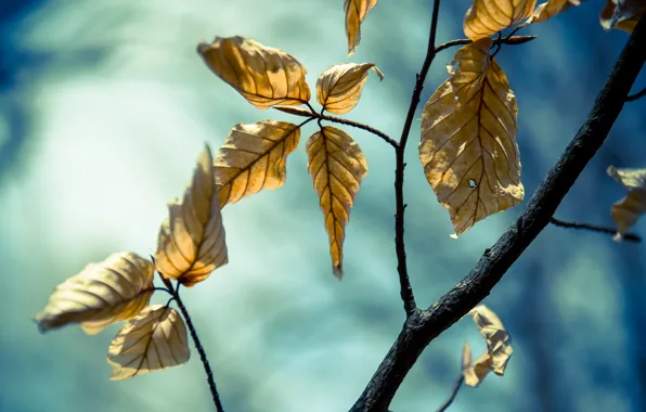 Leaves, branches, nature