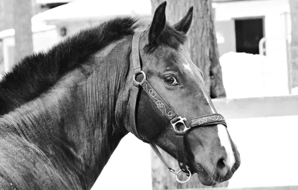 Picture horse, black and white, Trotter