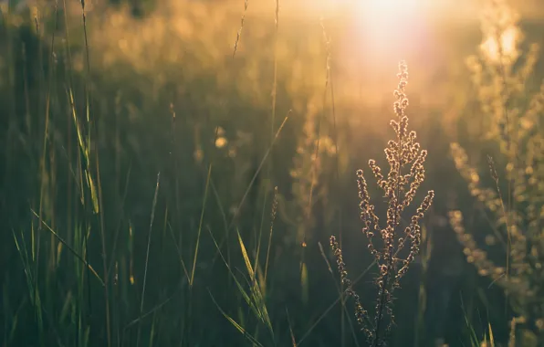 Greens, grass, leaves, the sun, flowers, nature, background, widescreen