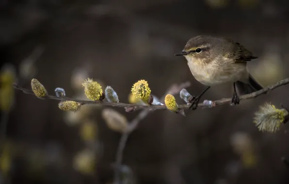 Picture branches, nature, bird, spring, Verba