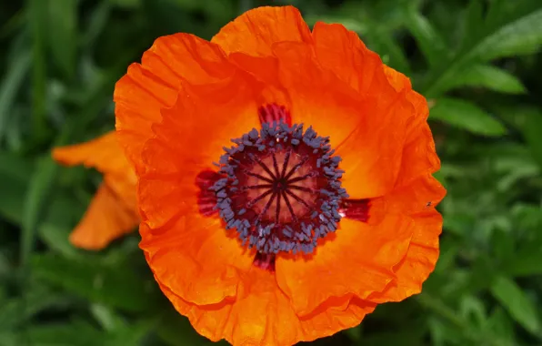 Picture Macro, Macro, Red Poppy, Red poppy