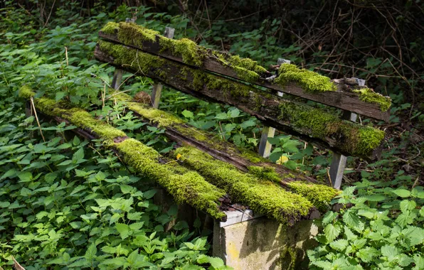 Bench, moss, nettle