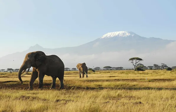 Picture animals, grass, mountains, heat, morning, Africa, elephants, Australia
