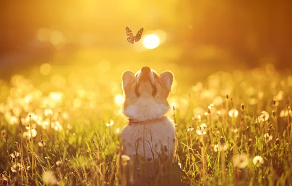 Field, summer, the sun, light, flight, flowers, butterfly, glade