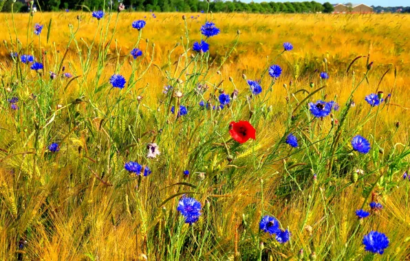 Field, flowers, rye, Maki, ears, cereals, field, cornflowers