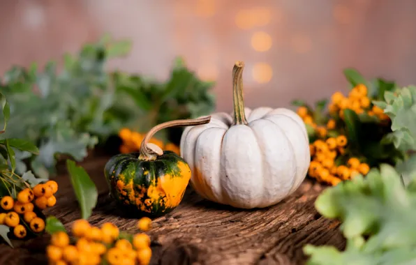 Picture autumn, berries, Board, two, pumpkin, bokeh, hawthorn