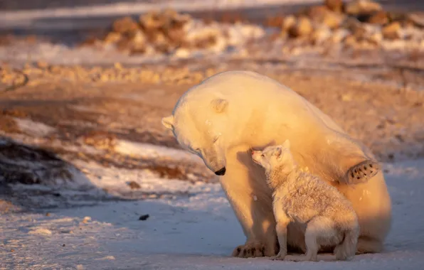 Polar bear, Fox, Ursus maritimus, Fox lagopus