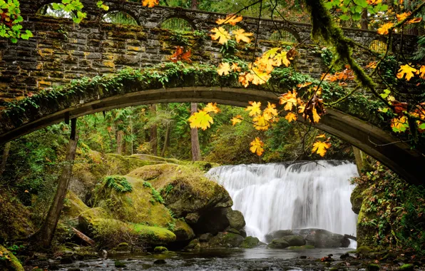 Forest, trees, branches, bridge, stones, thickets, waterfall, arch
