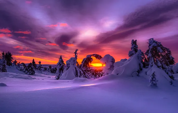 Snow, sunset, tree, Winter, Norway, glow, clearance