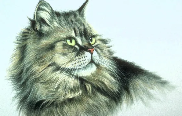Picture Look, Cat, Cat, Face, Art