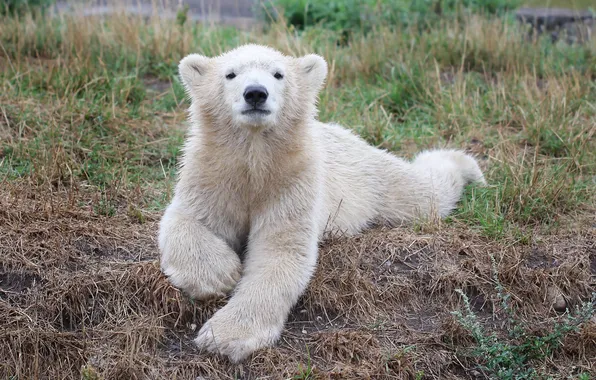 Grass, look, polar bear