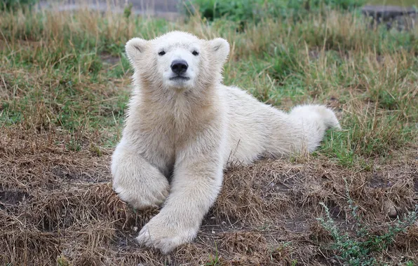 Picture grass, look, polar bear
