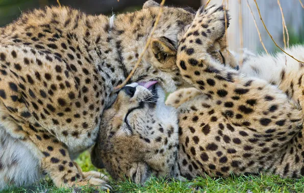 Language, cats, Cheetah, ©Tambako The Jaguar