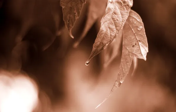 Leaves, macro, nature, photo