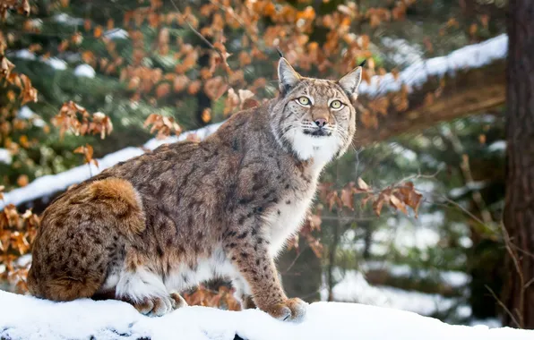 Picture winter, face, snow, predator, fur, lynx, sitting, wild cat