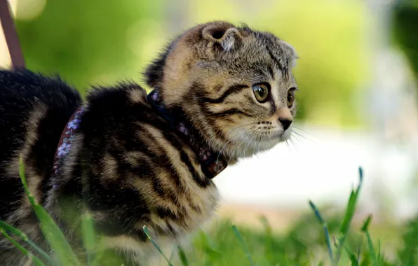 Cat, grass, look, kitty, fold, collar, bokeh, Scottish