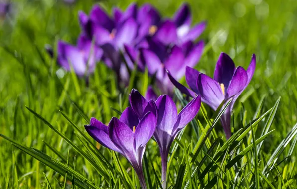 Picture spring, crocuses, bokeh, saffron